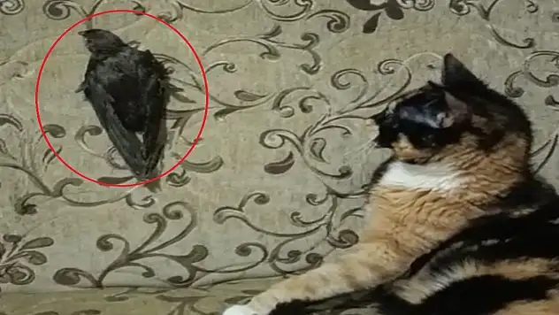 Ebabil 'Cimcime' ile kedi 'Safiye' 1 yıldır aynı evde yaşıyor