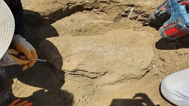 Dev gergedan fosiline ait yeni kemikler bulundu