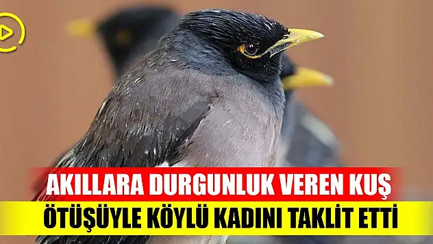Akıllara durgunluk veren kuş  Ötüşüyle köylü kadını taklit etti