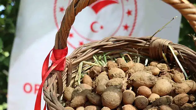 Salep hasadı yapıldı