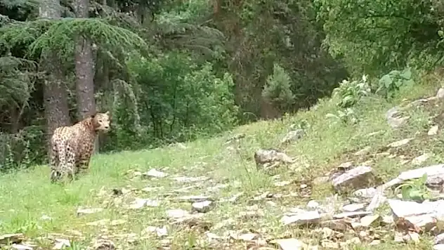 Anadolu Parsı, Toroslarda mı?