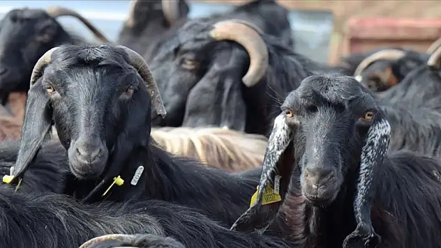 2020 yılında Fransa'dan devraldı! Türkiye zirveyi koruyor