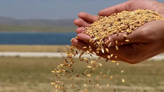 TMO, hububat alımlarına başladı