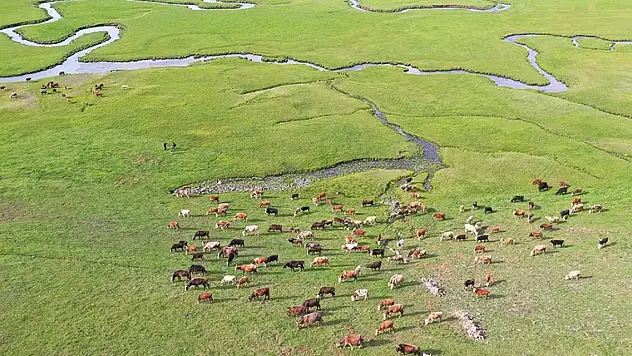 Türkiye, hayvan varlığında Avrupa'nın zirvesinde