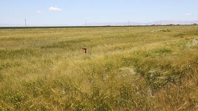 Ciddi verim kaybına neden olan sarı pas hastalığı için çözüm önerisi