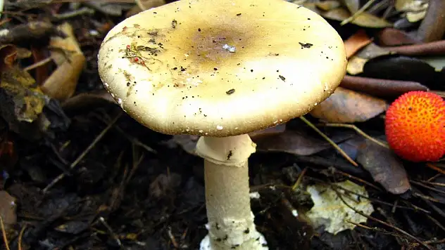 14 kişi yedikleri mantardan zehirlendi