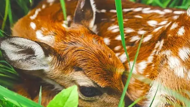 Yaban hayatına dokunma, annesinden ayırma