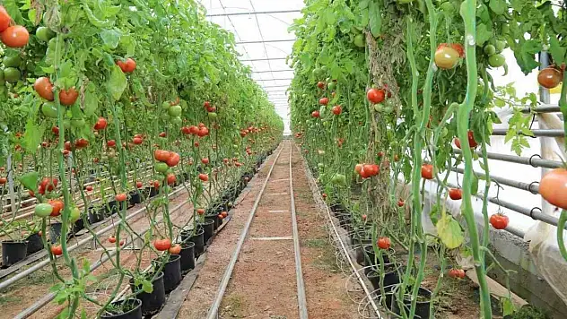 Tarımda 'jeotermal' devri