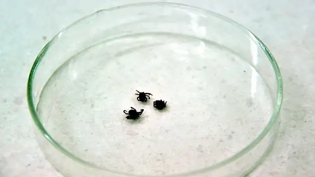 Tedavisi yok! Havalar ısındı, vakalar arttı