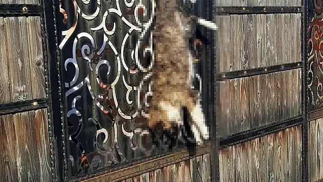 Manisa'da bağ evinin kapısına asılı ölü köpek bulundu