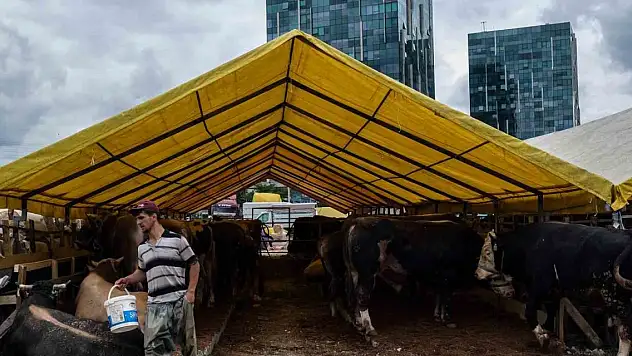 Kurbanlıklar görücüye çıktı. Pazarlıklar başladı
