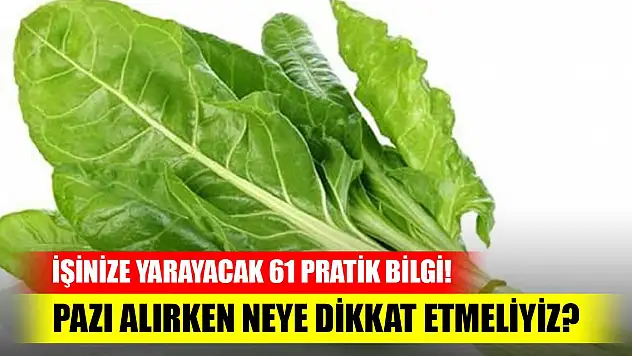 Pazı alırken neye dikkat etmek gerekir? İşinize yarayacak 61 pratik bilgi!