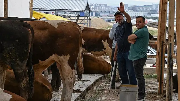 Kurbanlıklar alıcılarını bekliyor