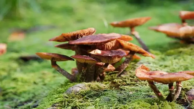 Bugünlerde tüketimi artan mantar zehirlenmesine en üst düzey uyarı!