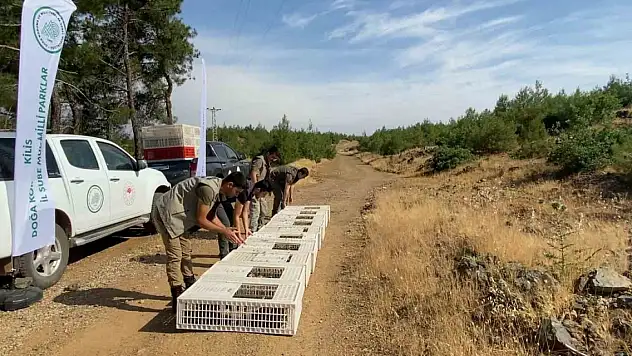 Yüzlerce keklik doğaya bırakıldı