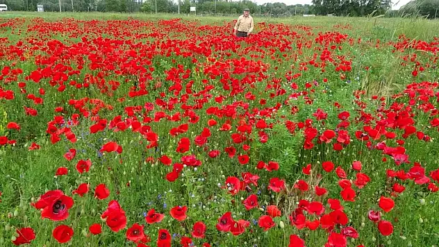 Kütahya'da gelincik tarlası görsel şölen sunuyor