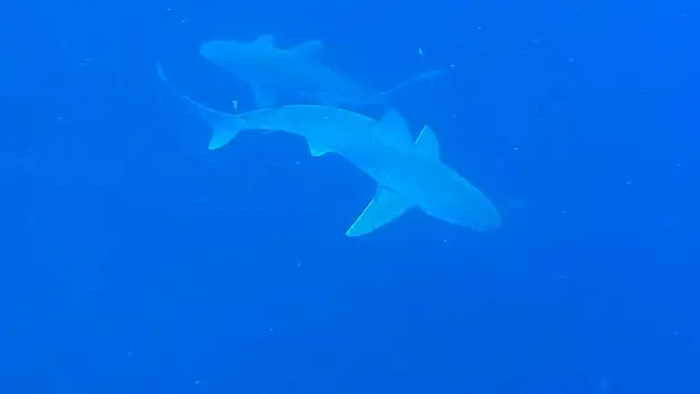 Akdeniz'deki tehlike! Popülasyonu yüzde 97 azaldı