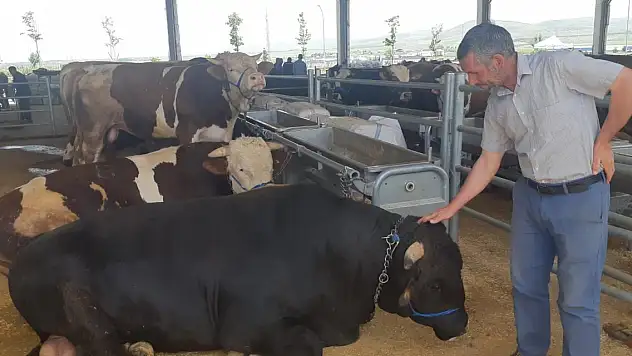 Bin 100 kiloluk dana Bey araba fiyatına satışta