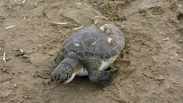 Bir haftada 5 ölü deniz kaplumbağası sahile vurdu