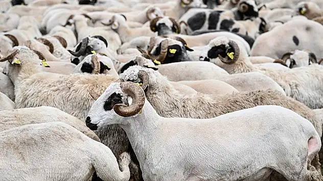 Diyanet'ten vekaletle kurban kesen kurumlara uyarı