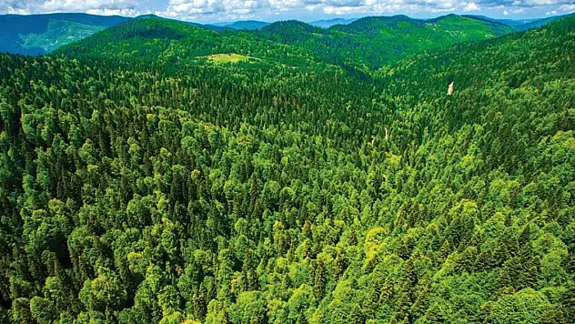 Ormanlarda ateş yakılması yasaklandı