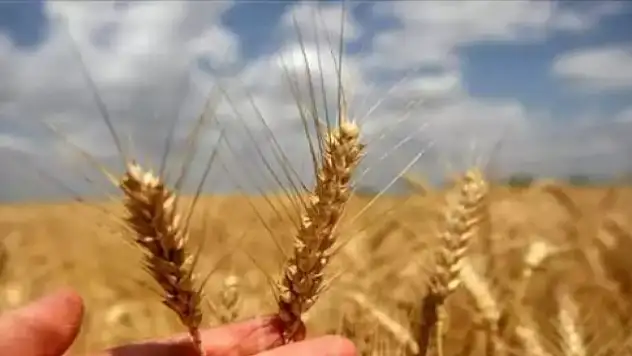 TMO'dan tahıl fiyatlarıyla ilgili açıklama