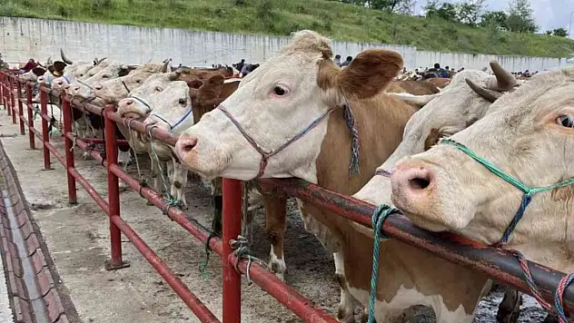Kurban keseceklere uzmanlardan uyarı! Köpeklere sakın vermeyin