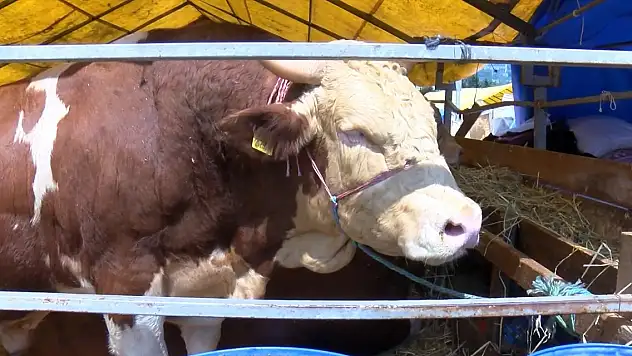 Kurban pazarında alıcıların son gün umudu