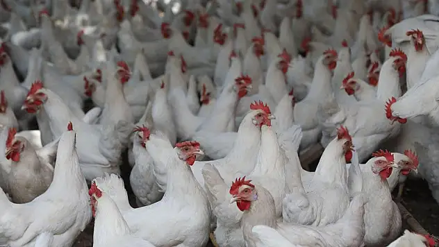 ABD, Yapay Tavuk Eti Satışına Resmen İzin Verdi: Laboratuvarda Üretiliyor, Tavuğun T'si Yok!