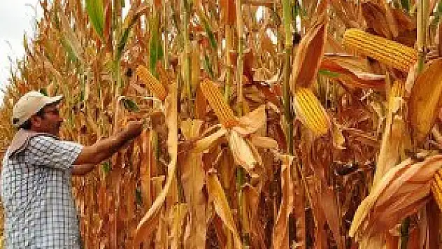 Mısır üretiminde cumhuriyet tarihi rekoru