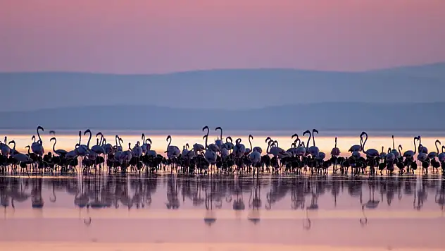 Tuz Gölü'nün yavru flamingoları