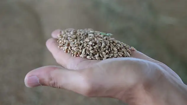 Toprak Mahsulleri Ofisi randevuyla hububat alımına başlıyor