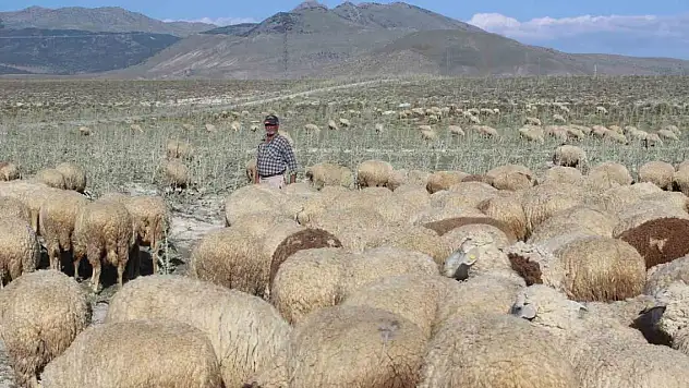 Konya'nın o ilçesindeki yağışlar hayvancılara umut oldu