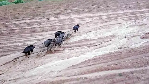 Domuz sürüsü dron ile görüntülendi