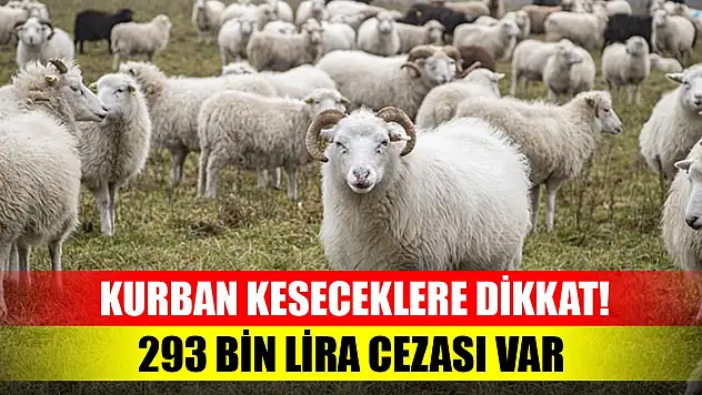Kurban keseceklere dikkat, 293 bin lira cezası var!