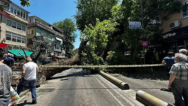 Asırlık çınar ağacı böyle devrildi