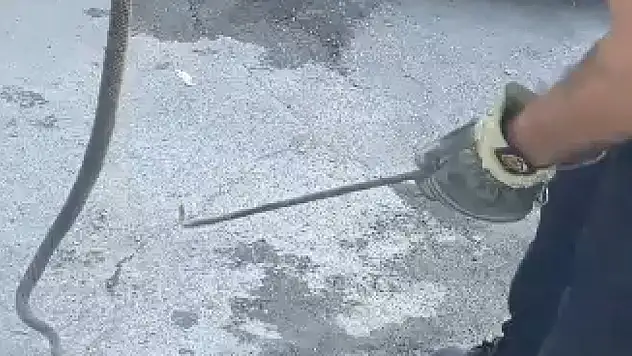 Otomobilin motor kısmından 2 metre yılan çıktı