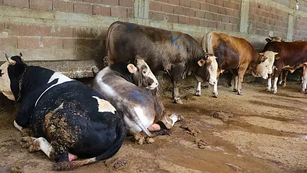 Kaçağa geçit verilmiyor