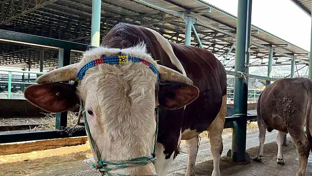 Bin 200 kiloluk 'Paşa' talibini bekliyor