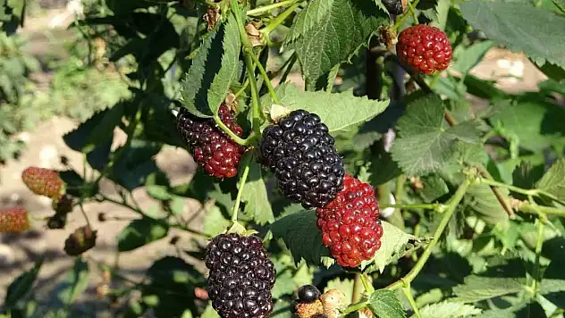 Siirt'ten 34 ülkeye böğürtlen ihraç ediliyor