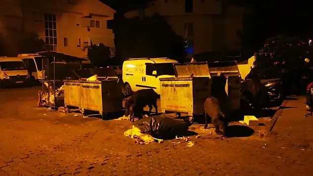 Marmarisliler domuz nöbeti tutuyor