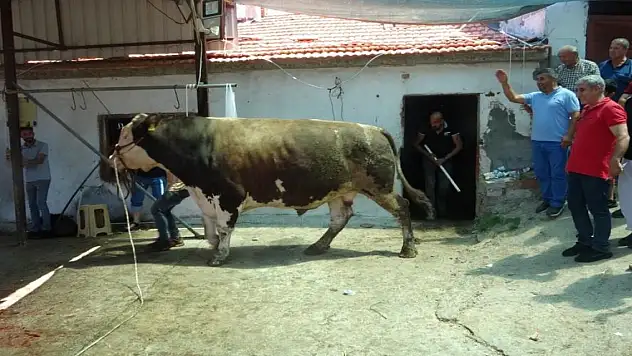 1.6 tonluk 'Paşa' isimli boğa o fiyata satıldı