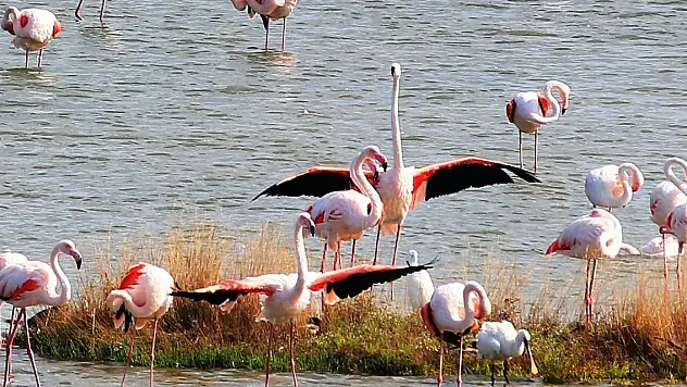 Hersek Lagünü'nde kuş türü sayısı büyük artış