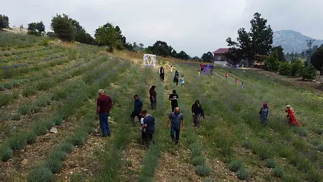 Kadın çiftçi devlet desteği ile çorak arazileri lavanta bahçesi yaptı