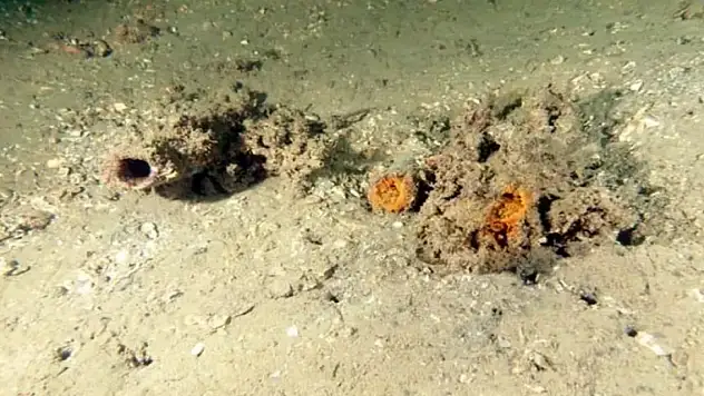 Uzman isimden müsilaj uyarısı: Ekosistem sinyal veriyor!