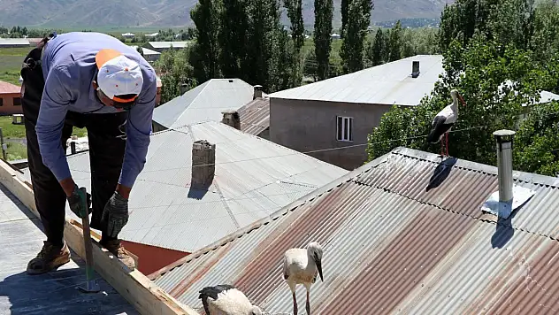 20 yıldır yuvalarını terk etmiyorlar