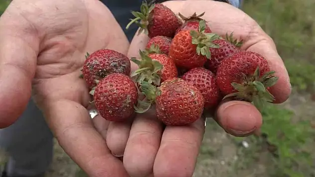 Çürümesini izlediler...Geçen yıl 18 liraydı, bu yıl 5 lira