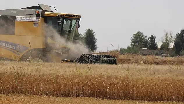 Mardin Ovası'nda son yılların en verimli buğday hasadı sezonu yaşanıyor