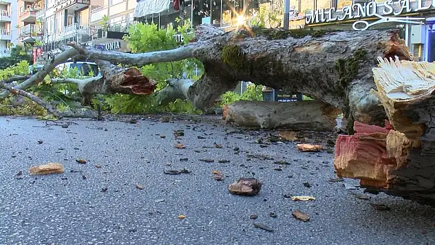 200 yıllık çınar, caddeye devrildi