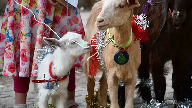 Oğlaklar podyuma çıktı